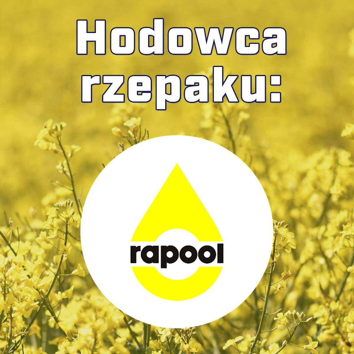 Rzepak ozimy Jurek F1, C1, opak. 1,5 mln.n. Integral Pro i Lumiposa