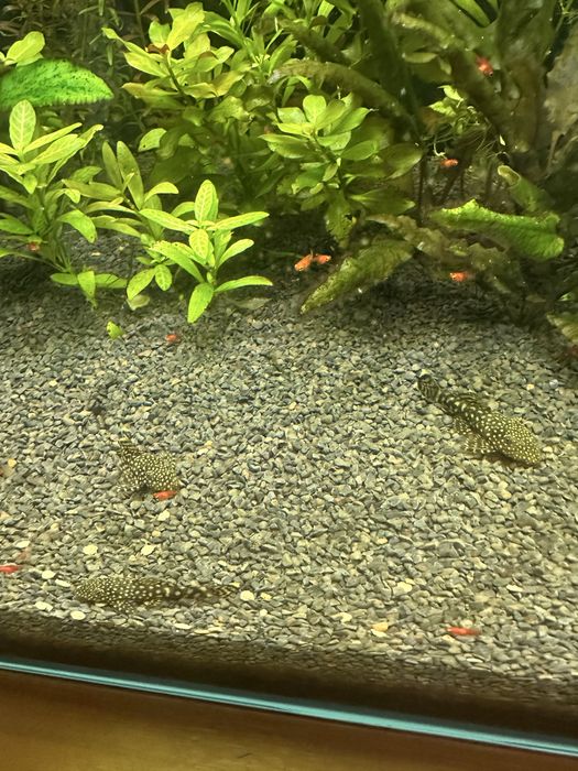 3 ancistrus SP 4/5 cm