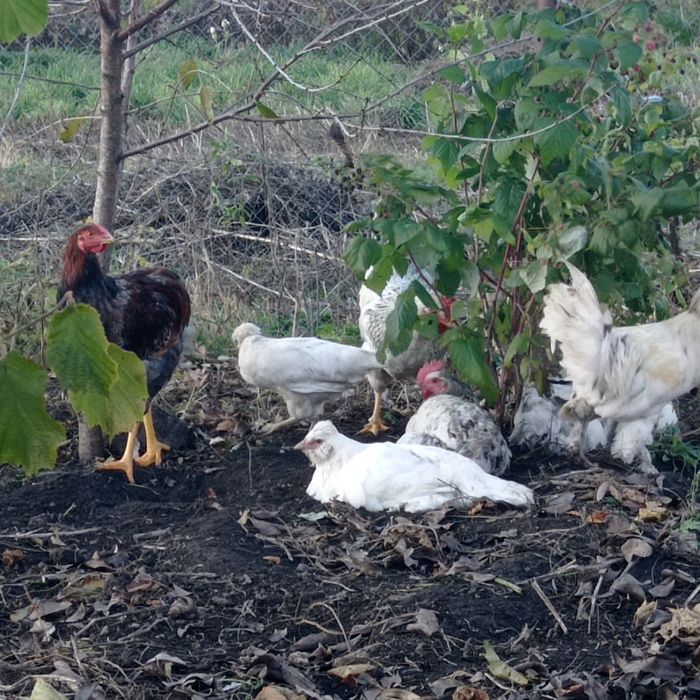 Інкубаційне яйце чубатих несучок