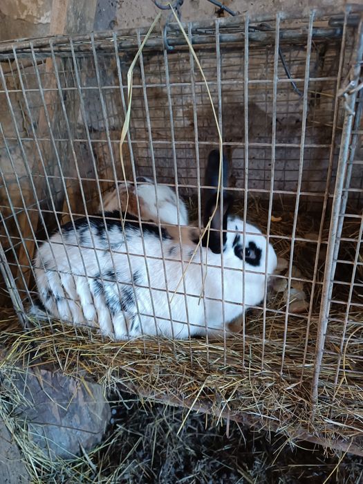 Кролі домашні (бабочка)