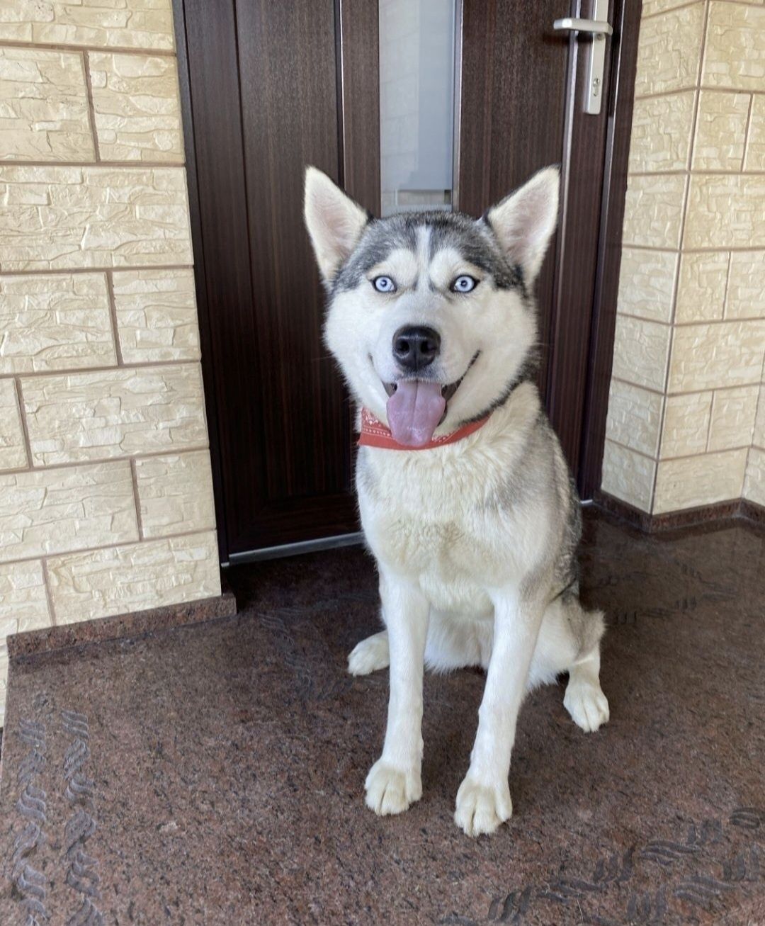 Husky Syberyjski