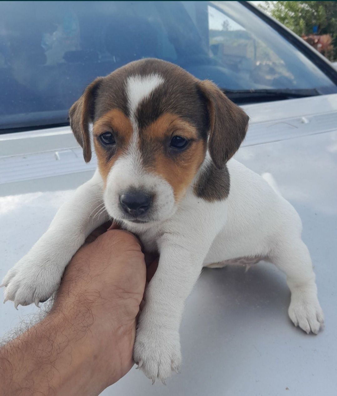 Jack Russell Terrier