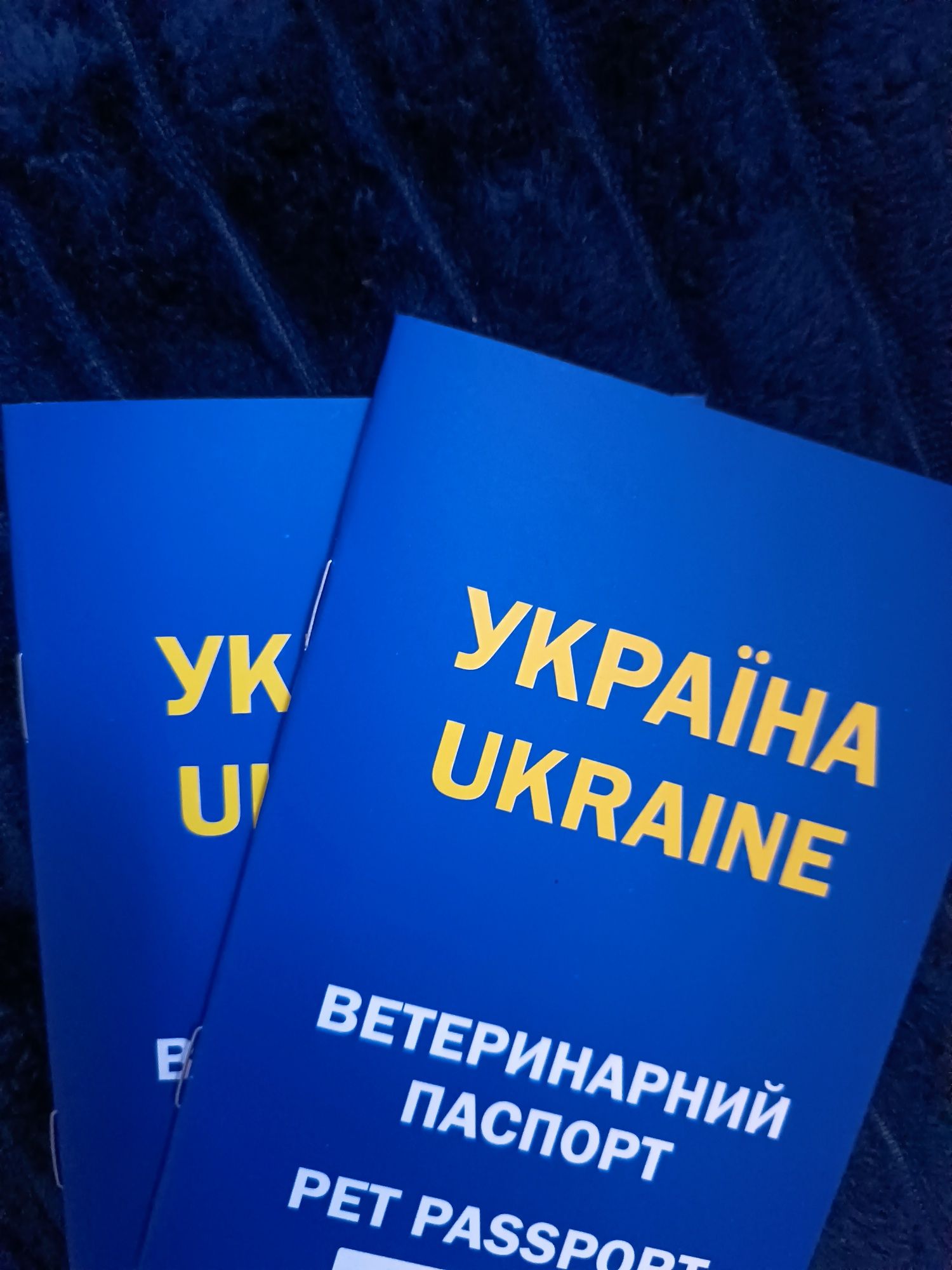 Цуценята пекінеси королівські
