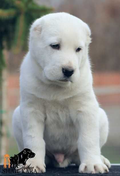 Білий кобель САВ