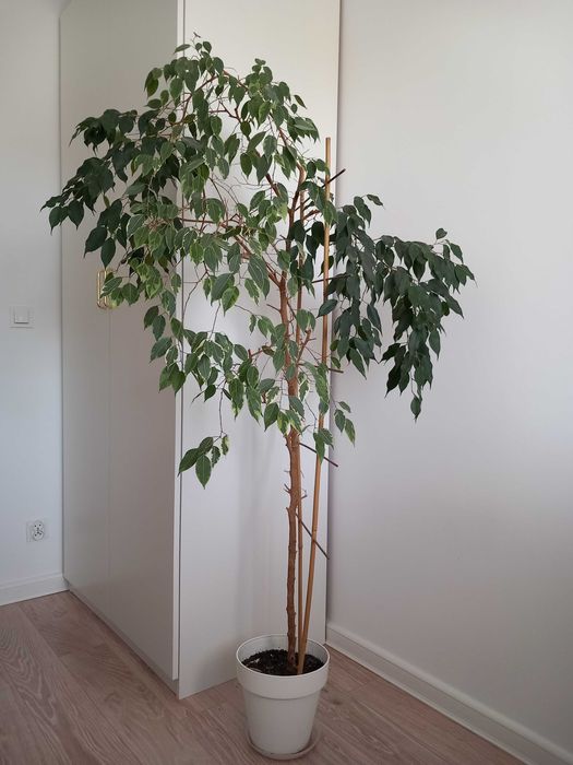 Fikus Benjamin Drzewko