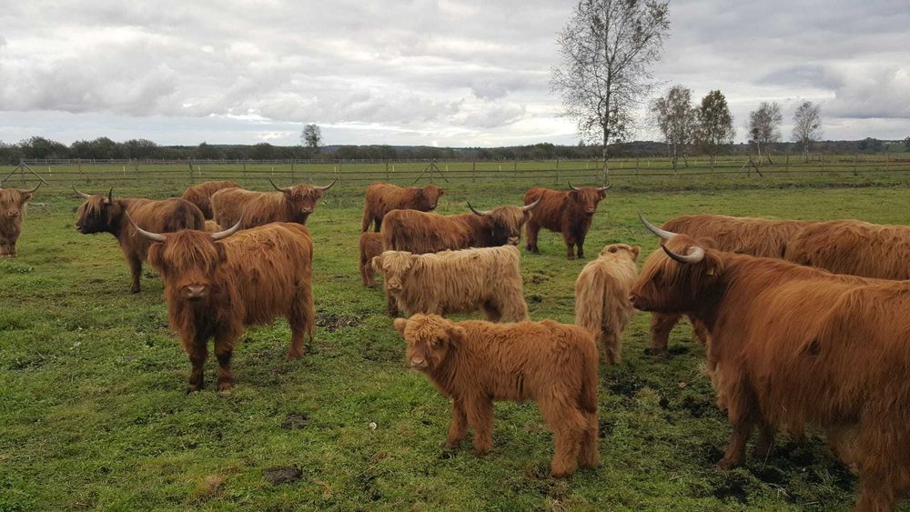 Highland Cattle cielaki 2025