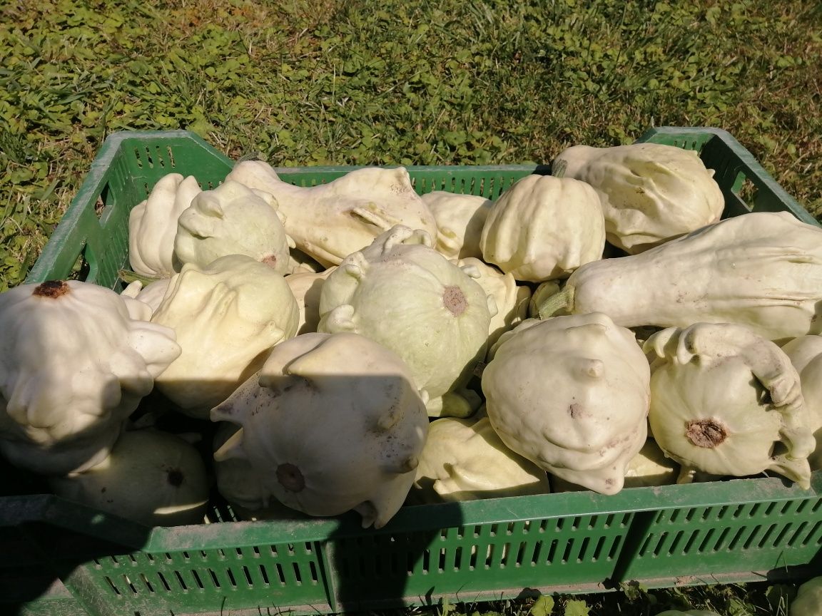 Dynie mix, białe i kolorowe 20 sztuk