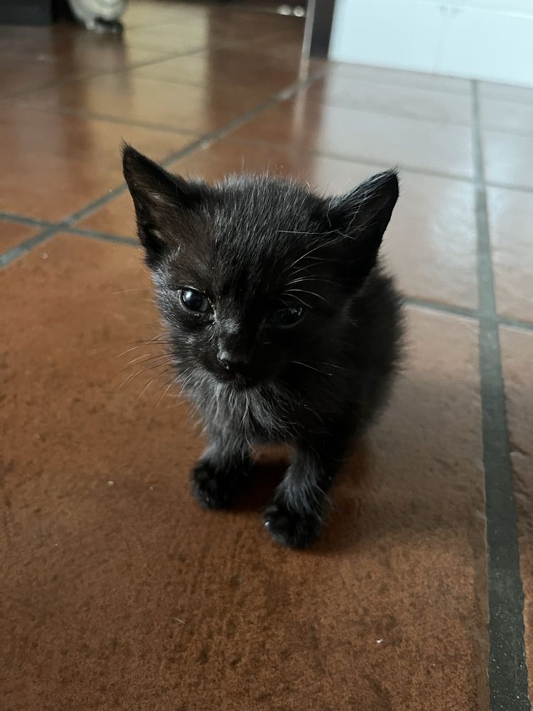 Gatinhos para adoção