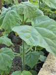 Paulownia elongata