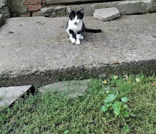 котик 3 місяці шукає родину