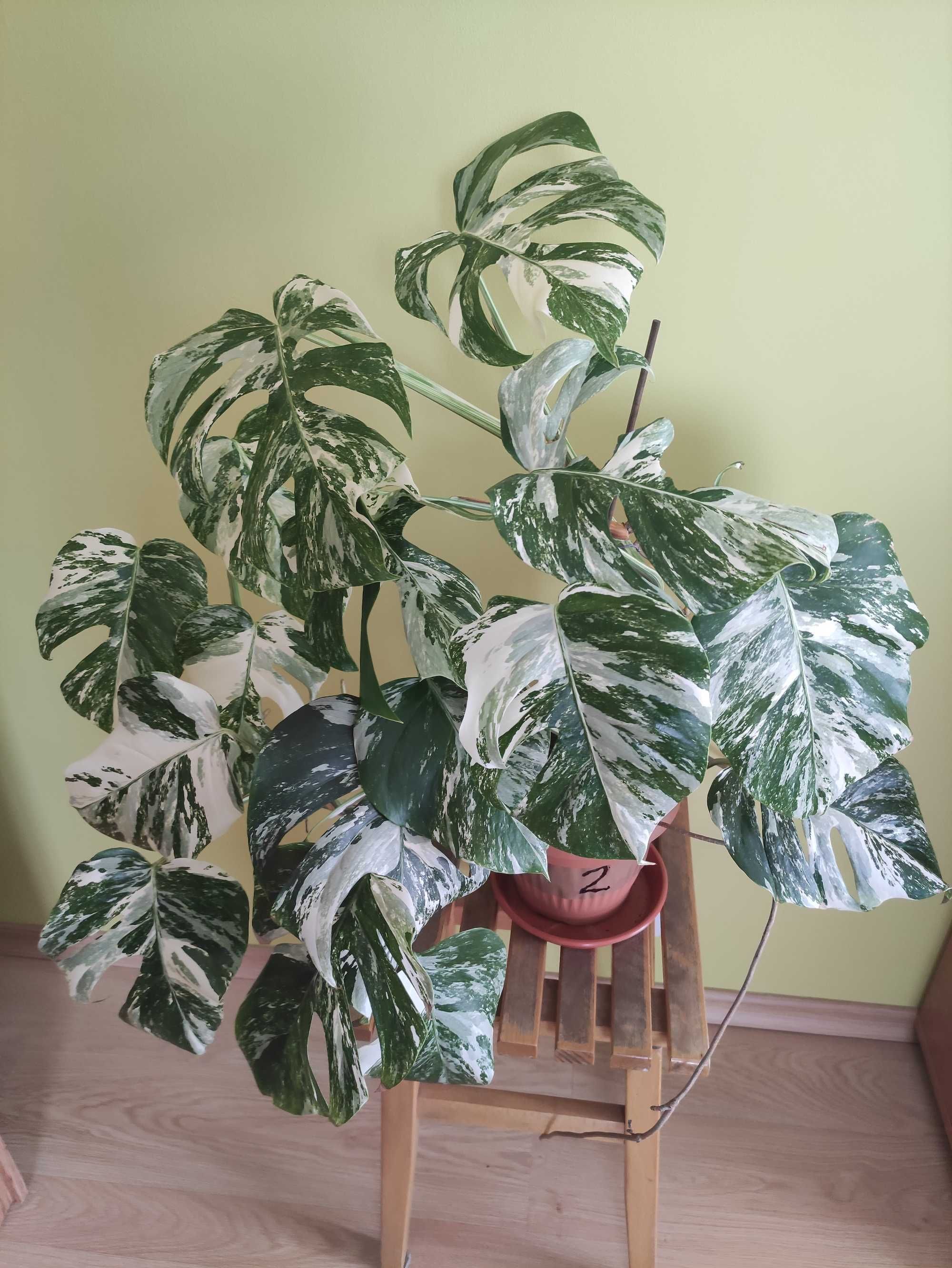 Monstera variegata albo - duże rośliny
