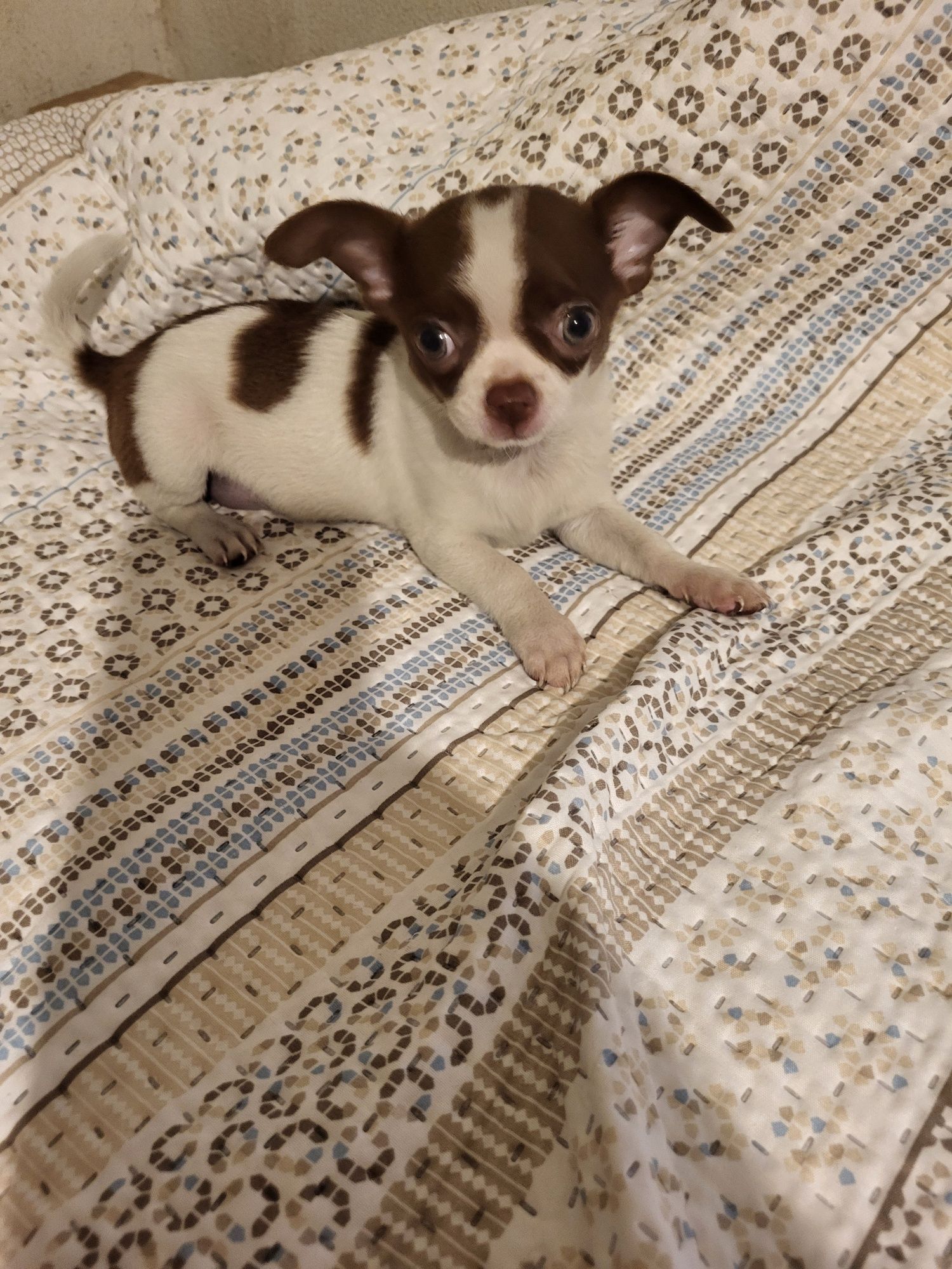 Chihuahua machinho branco e chocolate