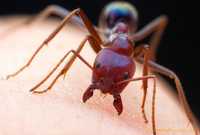 Австралийские мясные муравьи Irridomyrmex purpureus