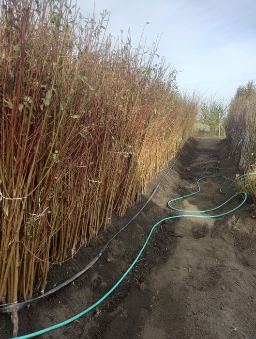 Саджанці Абрикосу/ОПТ та Роздріб