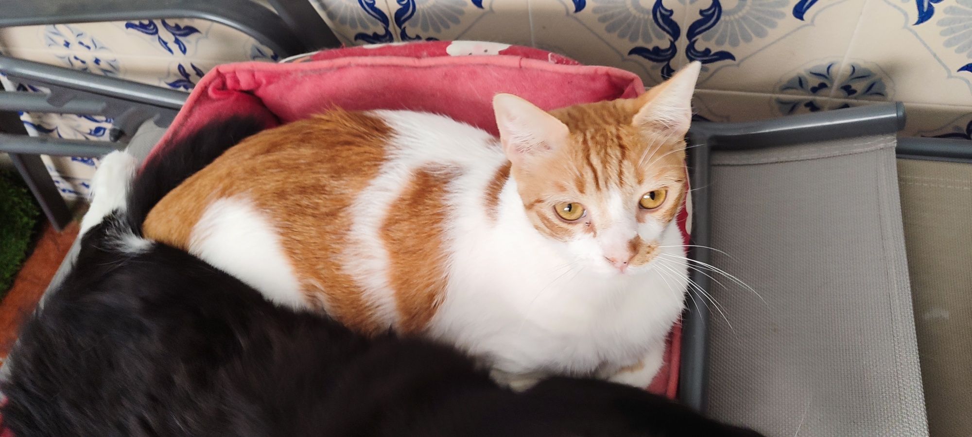 Gatinhos para adoção