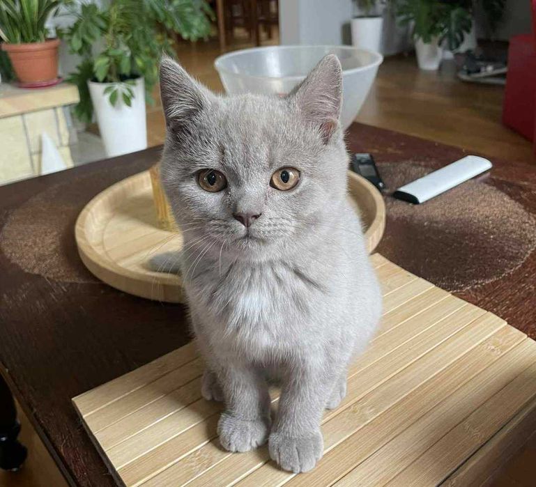 kocurek brytyjski liliowy