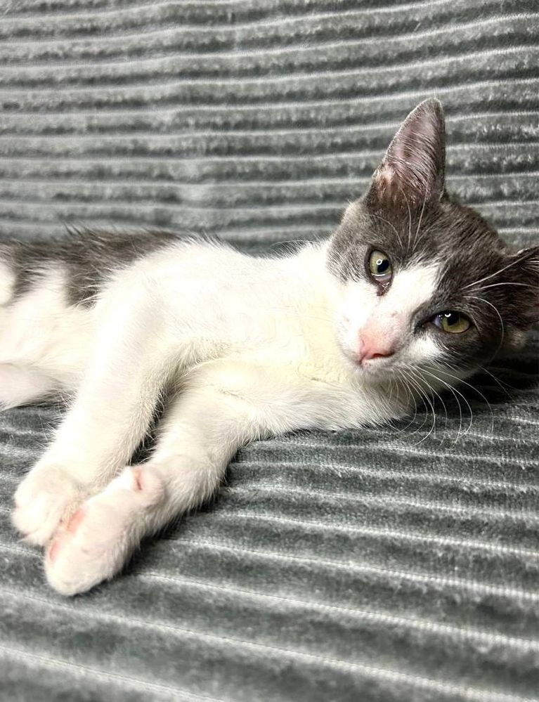 Серце з латкою, душа з муркотінням