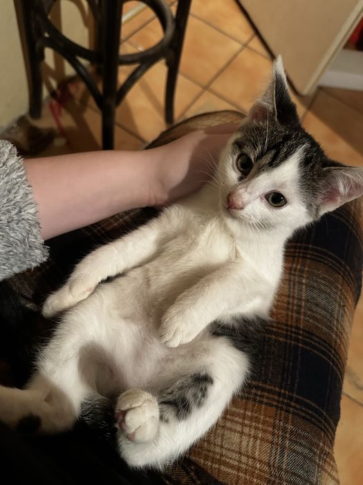 Kotka do adopcji od zaraz