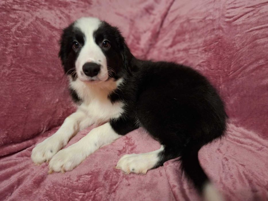 Border Collie szczeniak piesek:-) piękny