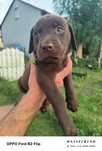 Labrador retriever szczeniak pies
