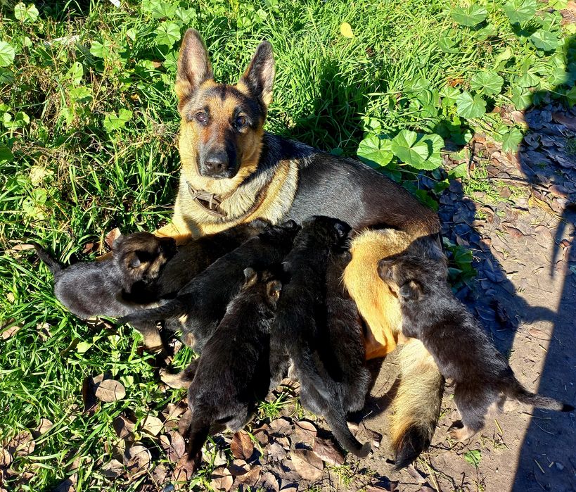 Щенки немецкой овчарки