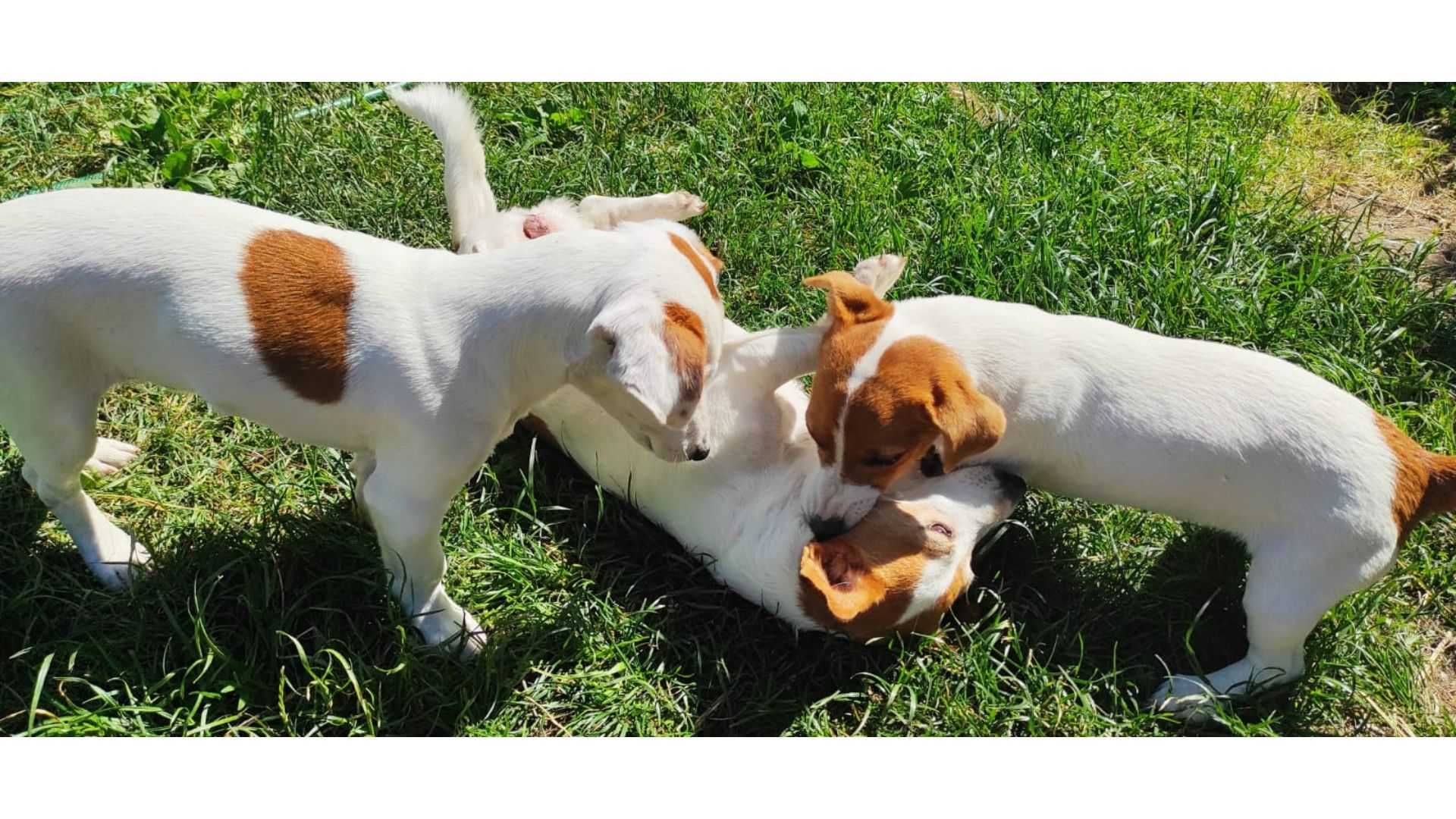 Jack Russell Terrier – WORLD KENNEL UNION