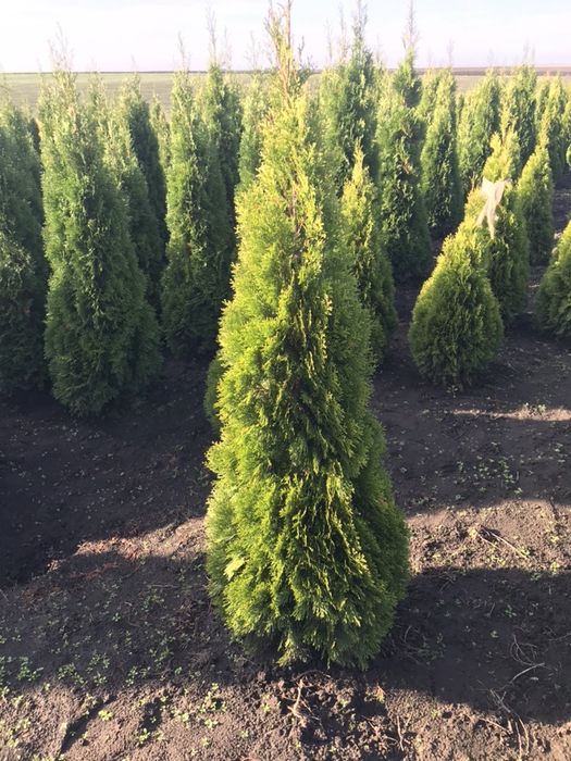 Туя Західна Смарагд1.70 -1.80.Супер!