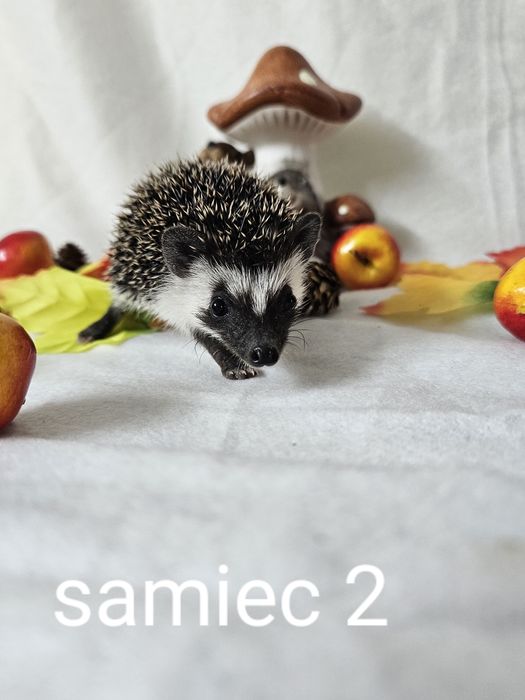 Jeż afrykanski jez pigmejski