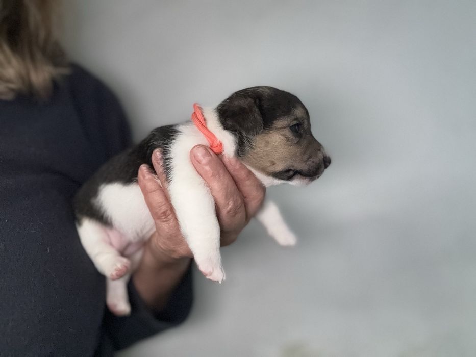 Jack Russel Terrier fêmea pelo curto com registo e afixo