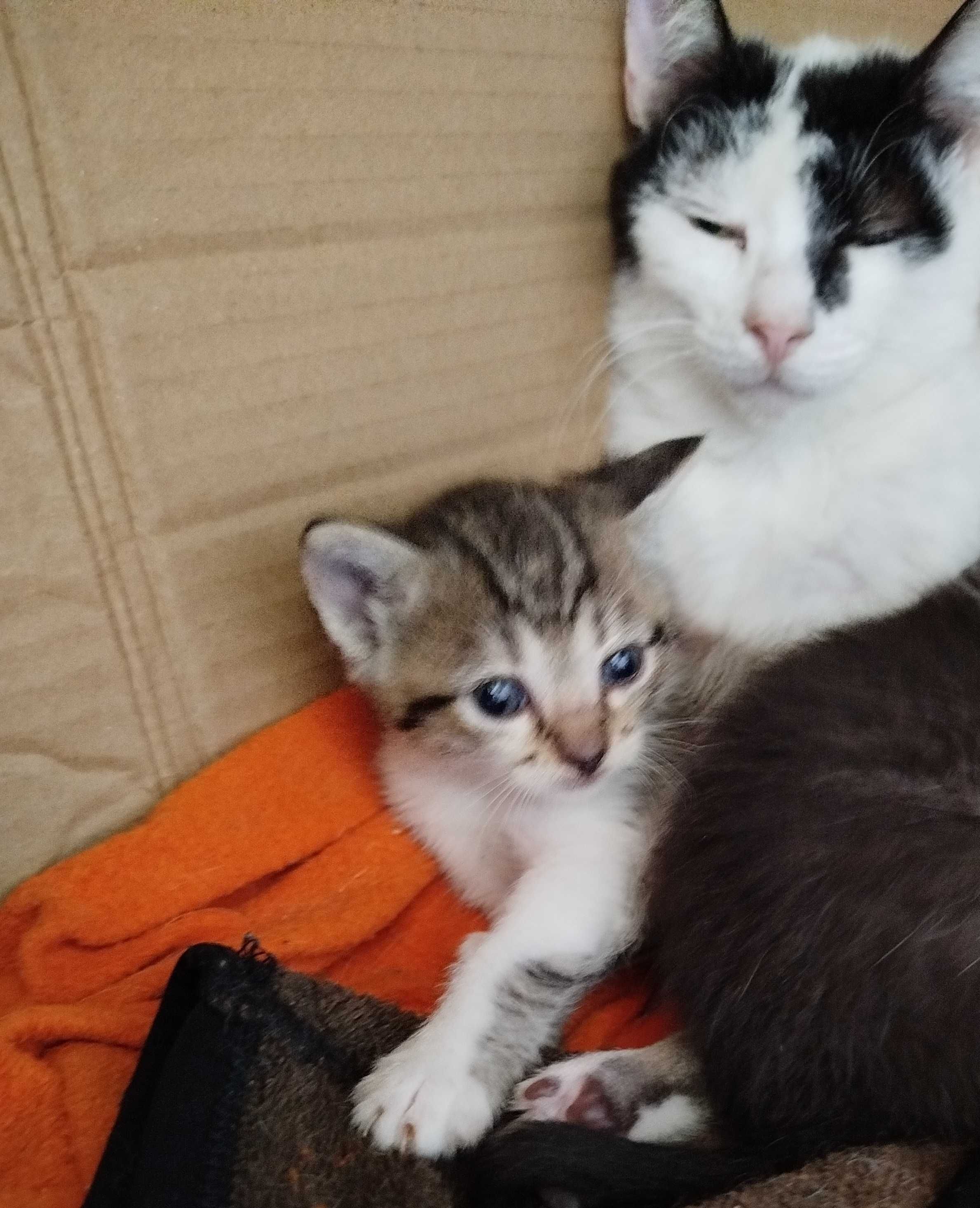 Gatinhas para adopção