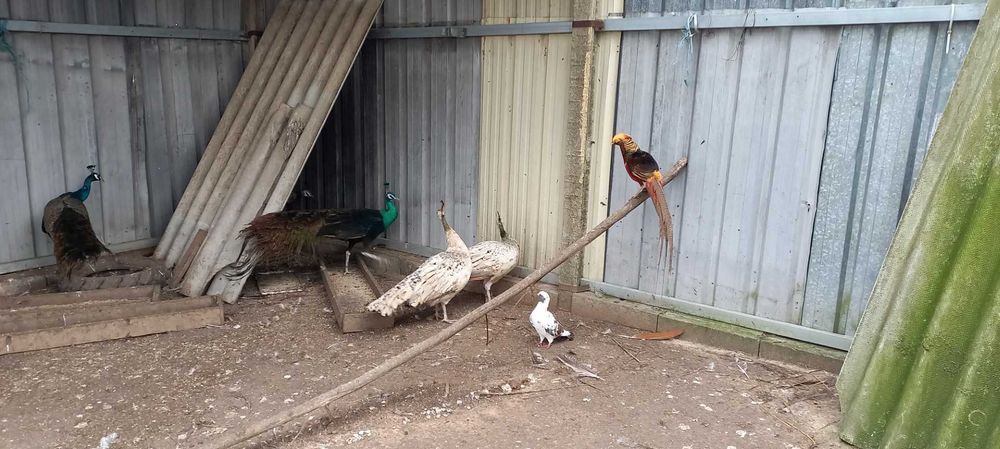 2 Pavores para venda nascidos 2025