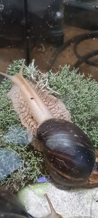 Продам Равлики. Ахатіна Імакулята