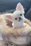 Chihuahua mini piesek linia Tajlandzka