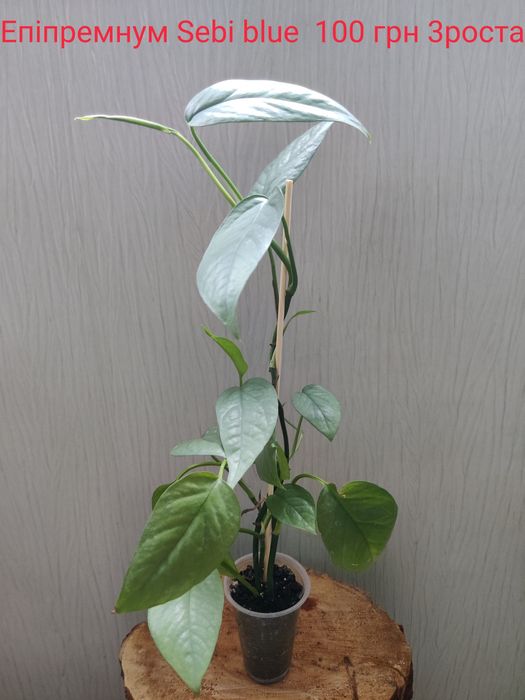 Епіпремнум Sebi blue,Дріміопсіс Kirkii,Калатея Лубберса.