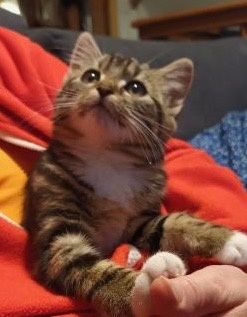 Mała kotka szuka domu