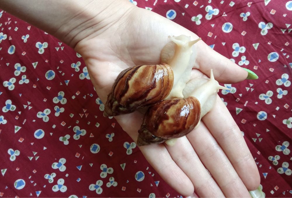 Улитки ахатина фулика