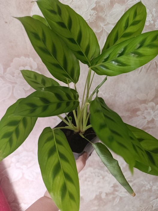 Калатея Любберса.