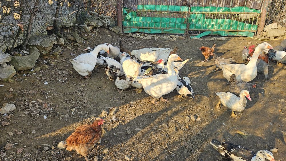 Gęsi białe Swojskie