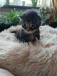 Kotki maine coon
