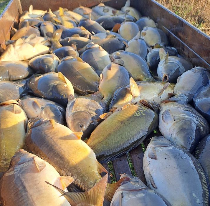 KARP z Doliny Baryczy  Hurt/Detal