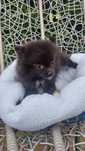 Pomeranian boo czarna suczka