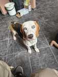 Oddam psa rasowego Beagle