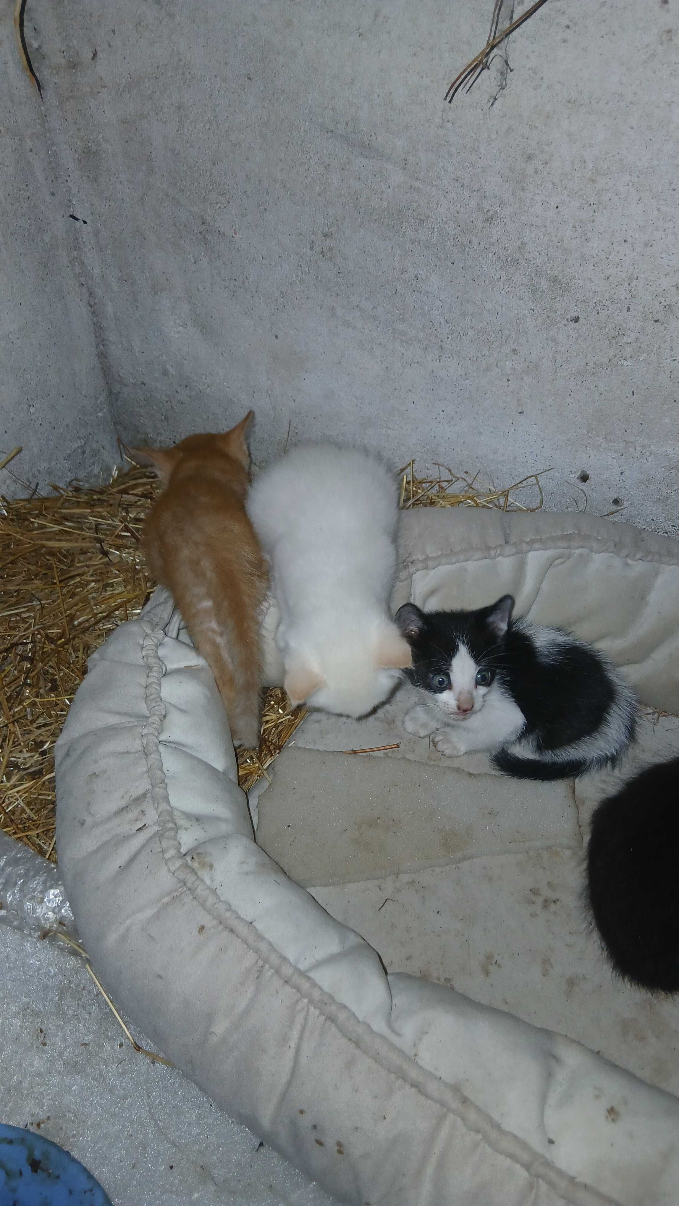 Gatinhos para adoção