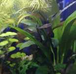 Phallichthys tico