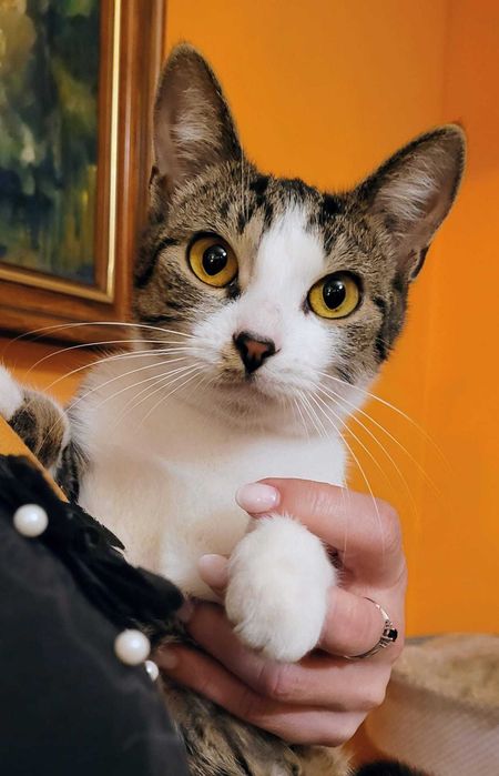 Lila - kocia iskierka szuka domu