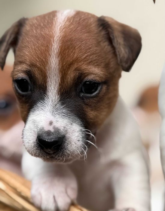 Jack Russell Terrier piesek WZORZEC rodzice FCI/ ZKwP #Smartie Jacks#