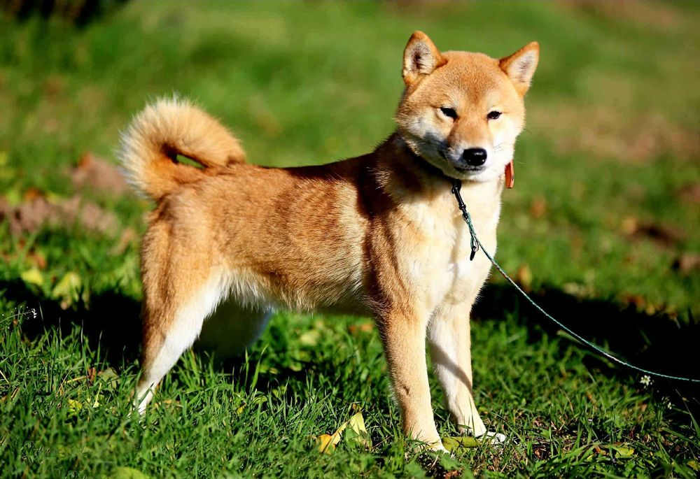 Piękny samiec z doskonałym rodowodem ZKwP FCI