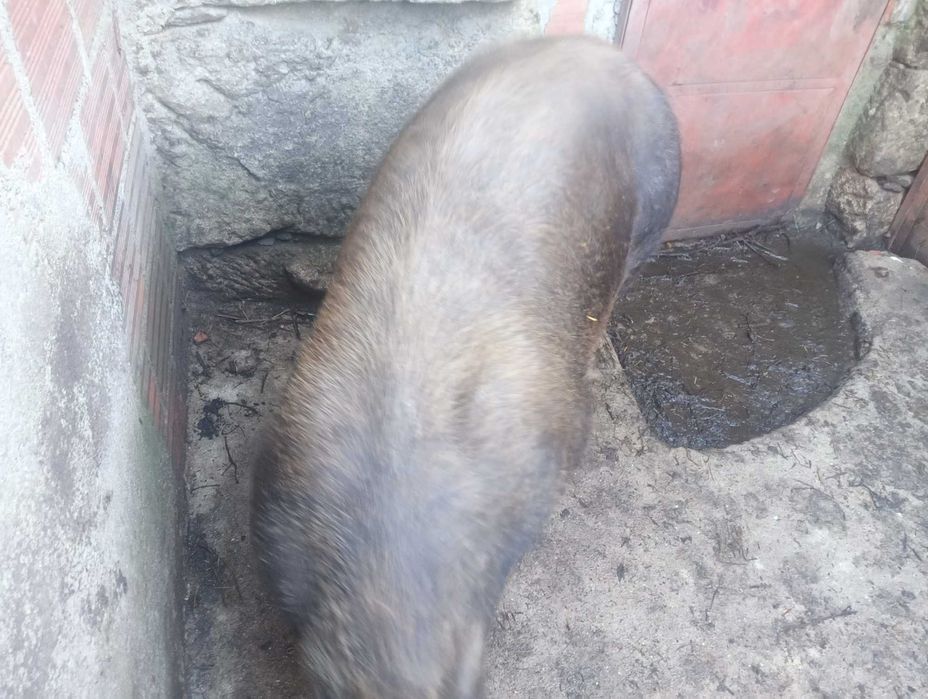 porca adulta PARA CARNE