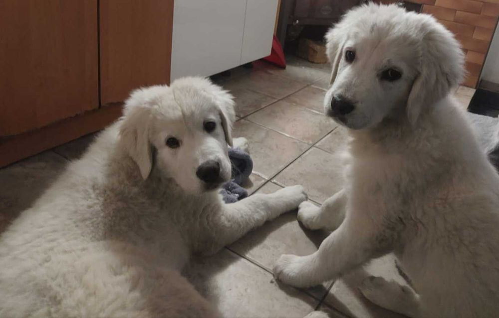 Owczarek Podhalański