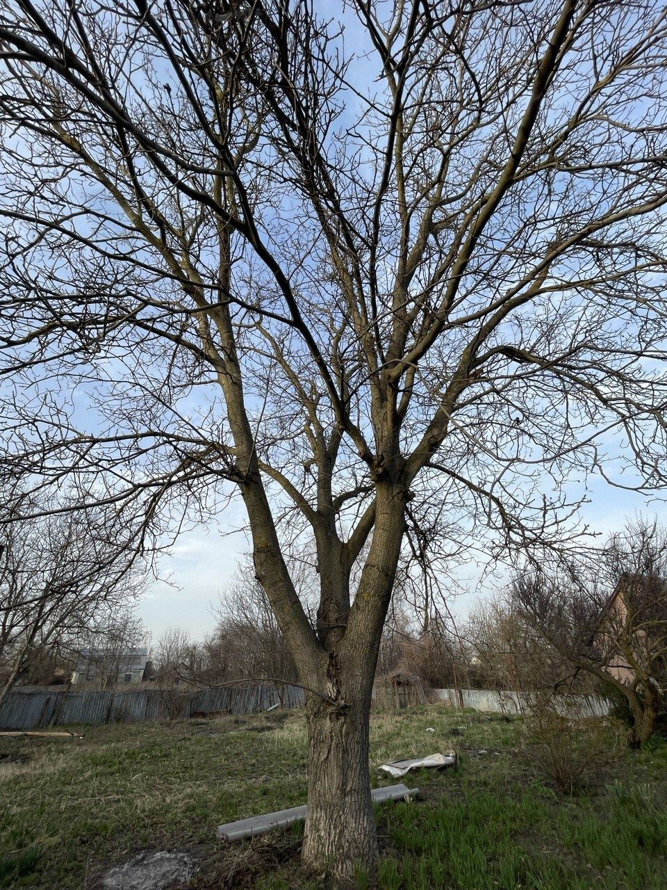Горіх дерево на дошки